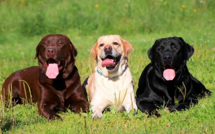 Labrador Retriever