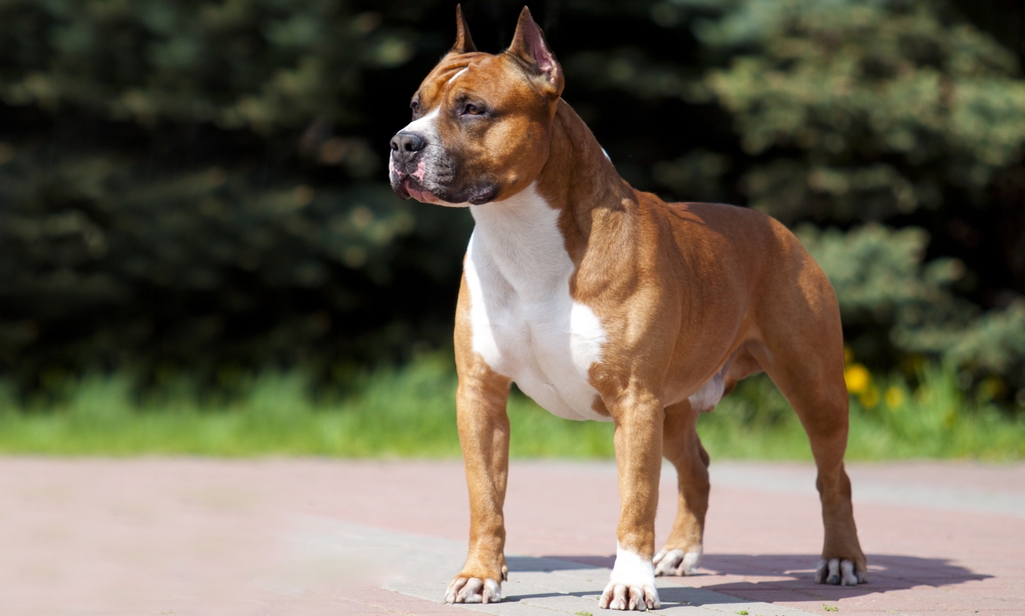 American Ras Profiel - Stichting Signaal Hond: Alles over honden