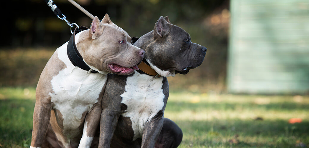 Ijdelheid glans Fobie Een gids voor de verzorging van Amerikaanse Bullehonden - Stichting Signaal  Hond: Alles over honden