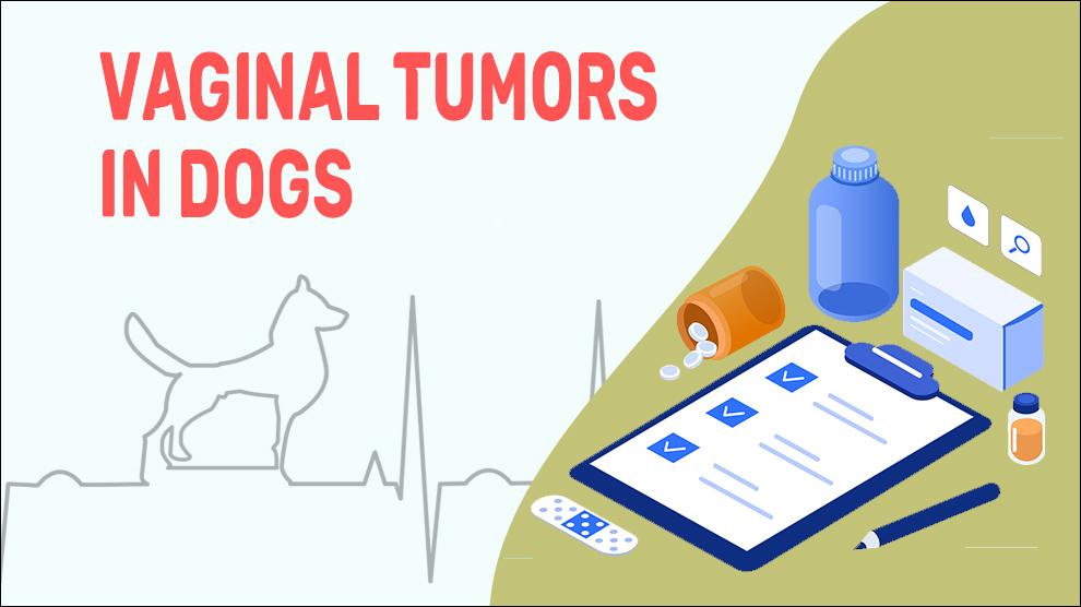 Vaginale tumoren bij honden