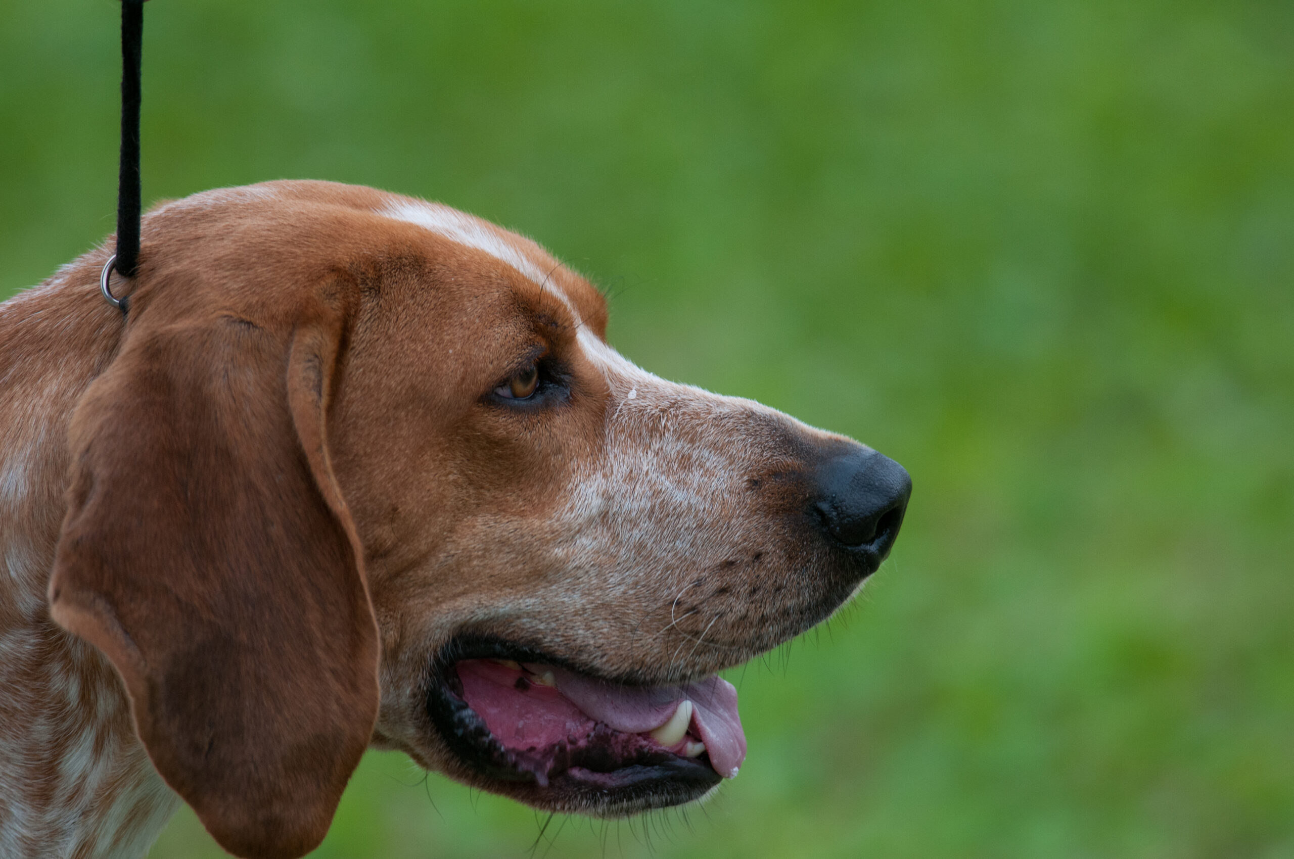 Lyrisch bruid Trouwens 10 beste merken vers hondenvoer voor Amerikaans-Engelse coonhounds in 2023  - Stichting Signaal Hond: Alles over honden