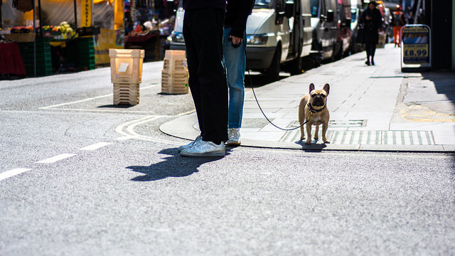 Franse bulldog die voor wandeling gaat