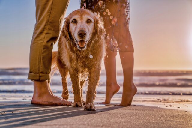Aanhankelijke Golden Retriever-hond bij strand