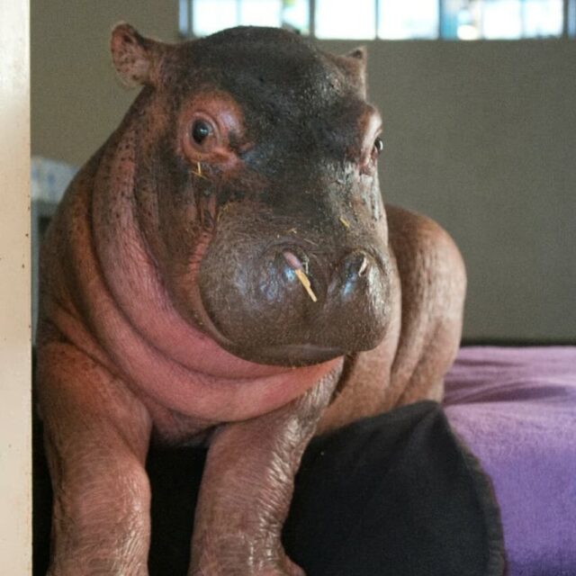organiseren Medicinaal Gemaakt om te onthouden Baby Nijlpaard die denkt dat hij een neushoorn is, leert "Hoe hippo" -  Stichting Signaal Hond: Alles over honden