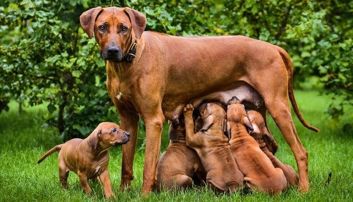 droefheid schaal haat Hondenzwangerschap 101: De gids voor zwangere honden - Stichting Signaal  Hond: Alles over honden