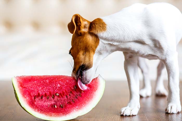 etnisch riem Medewerker Kunnen honden watermeloenen eten? 5 Mogelijke voordelen en 2 bijwerkingen -  Stichting Signaal Hond: Alles over honden