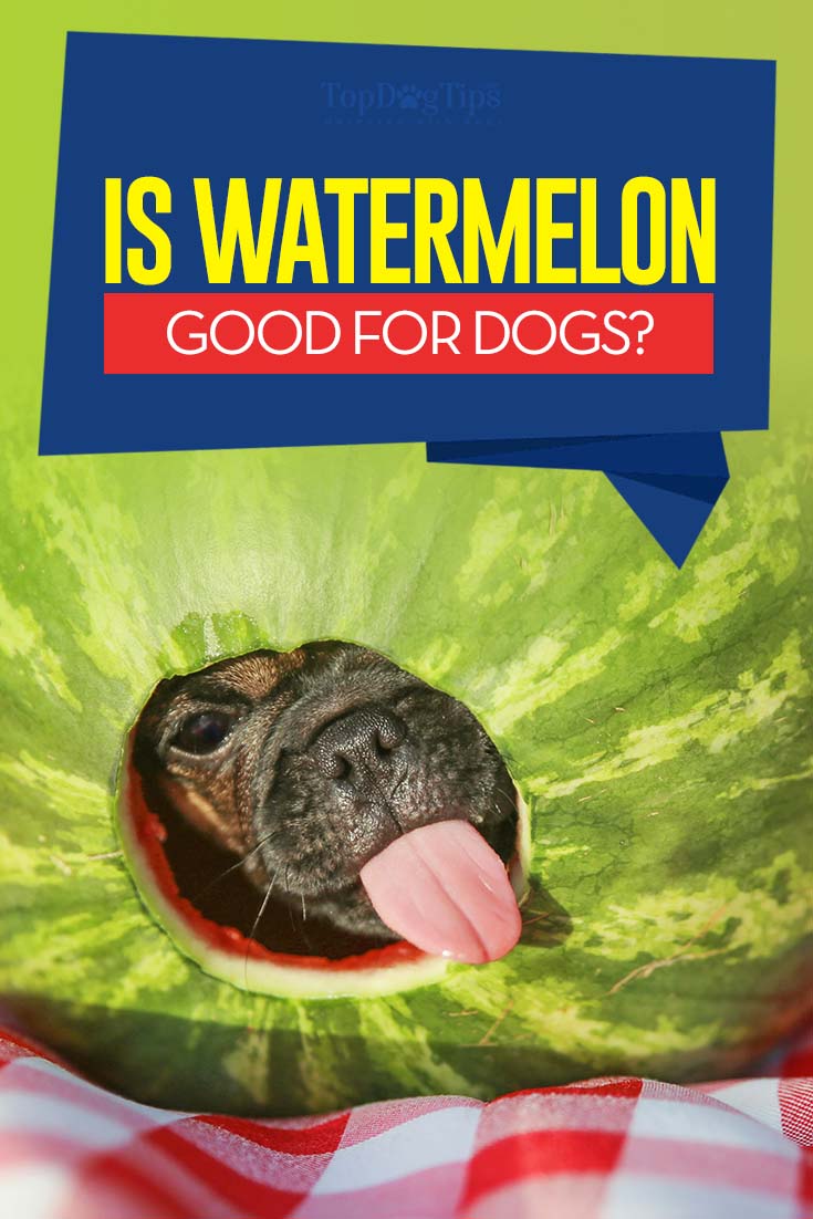 etnisch riem Medewerker Kunnen honden watermeloenen eten? 5 Mogelijke voordelen en 2 bijwerkingen -  Stichting Signaal Hond: Alles over honden
