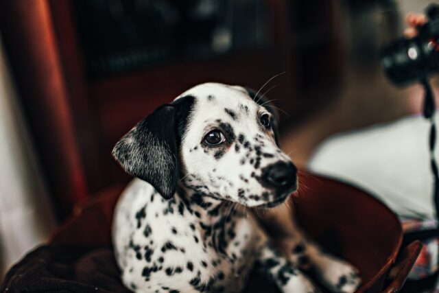 Moedig spellen Vooruit 10 beste hondencamera's om uw pup veilig en gezond te houden - Stichting  Signaal Hond: Alles over honden