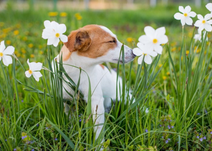 Veiligheidstips voor dogs_ Pas op voor giftige bloemen (1)