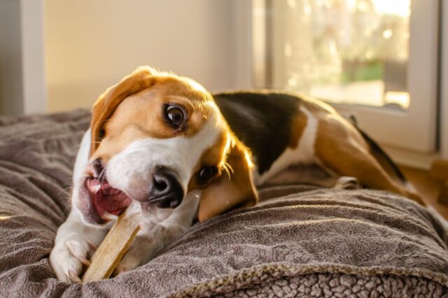Beste bully sticks voor Beagles