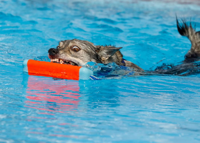Zweedse Vallhund Swimming