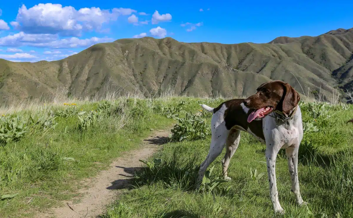 hond buiten in uitlopers van bergen buiten Boise Idaho