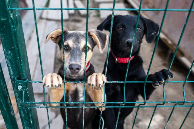 Twee honden in het asiel