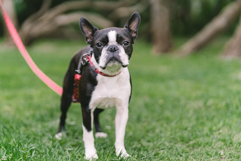 Mannelijke En Vrouwelijke Boston Terrier Gewichten En Lengtes Op