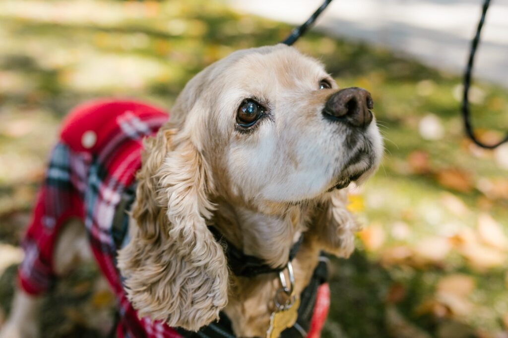 Mannelijke En Vrouwelijke Cocker Spaniel Gewichten En Lengtes Op