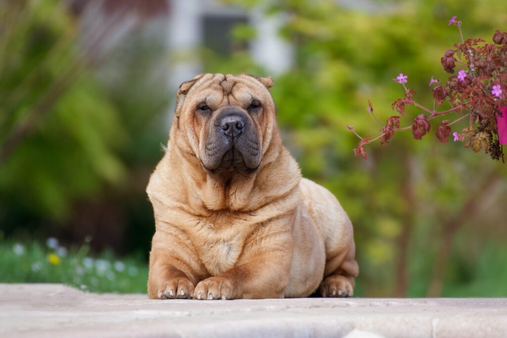 Mannelijke En Vrouwelijke Shar Pei Gewichten En Lengtes Op Leeftijd