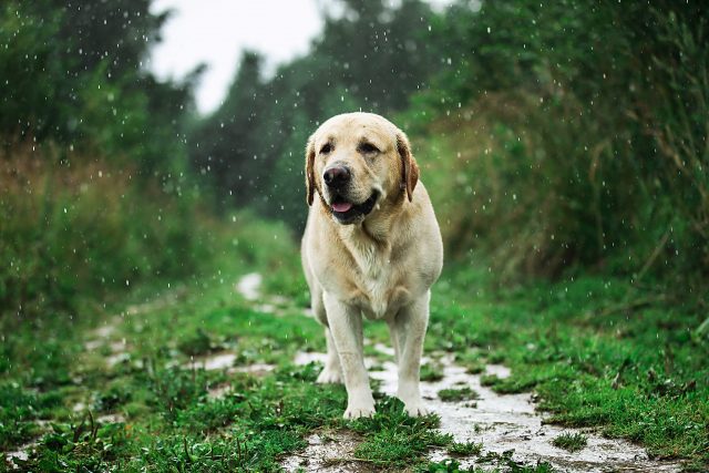 Labrador Retriever in de regen