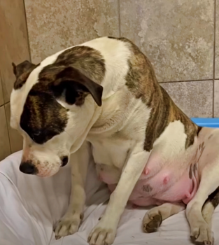 Vrouw reikte naar zwangere pitbull die haar hoofd in schaamte liet hangen