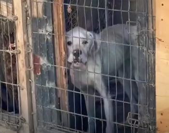 Onder 398 honden in 'Fake Rescue Group' smeekt magere bokser om gered te worden