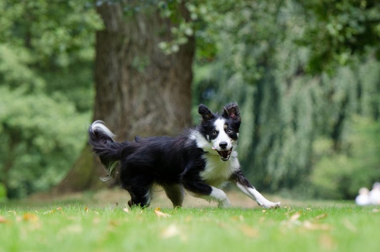 border-collie-794399_1280-768x509 (1)