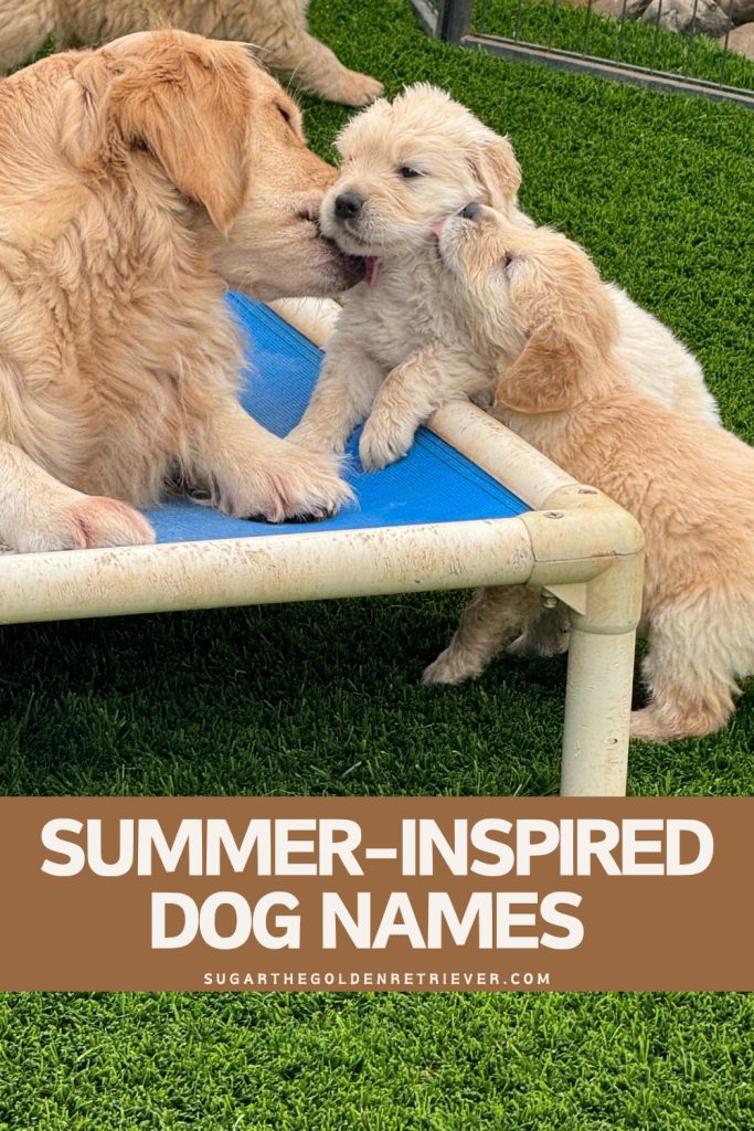 Op de zomer geïnspireerde hondennamen