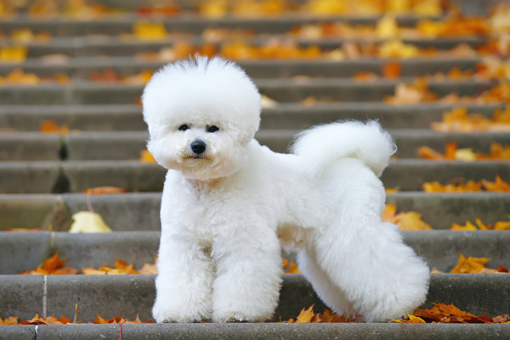 De hond van Bichon Frise die zich op treden bij een park bevindt