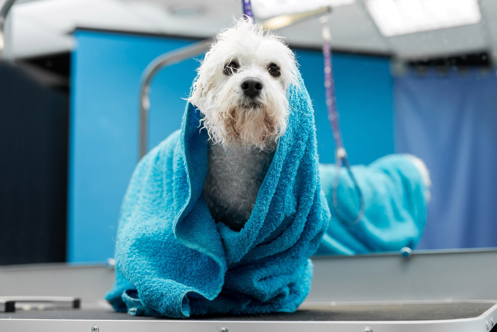 De hond van Bichon Frise die in een handdoek wordt verpakt