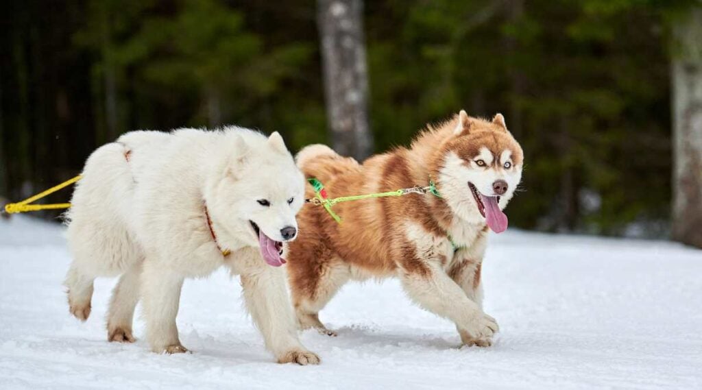 Het lopen van Husky en Samojeed hond op sledehond het rennen in de competitie van het de sledeteam van de winterhond.