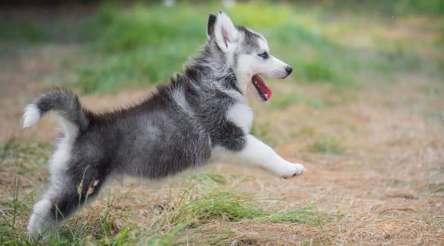 Leuk Siberisch Huskypuppy dat op het gras springt