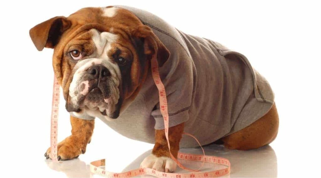 Engelse Bulldog draagt trainingsuitrusting en meetlint om de nek.