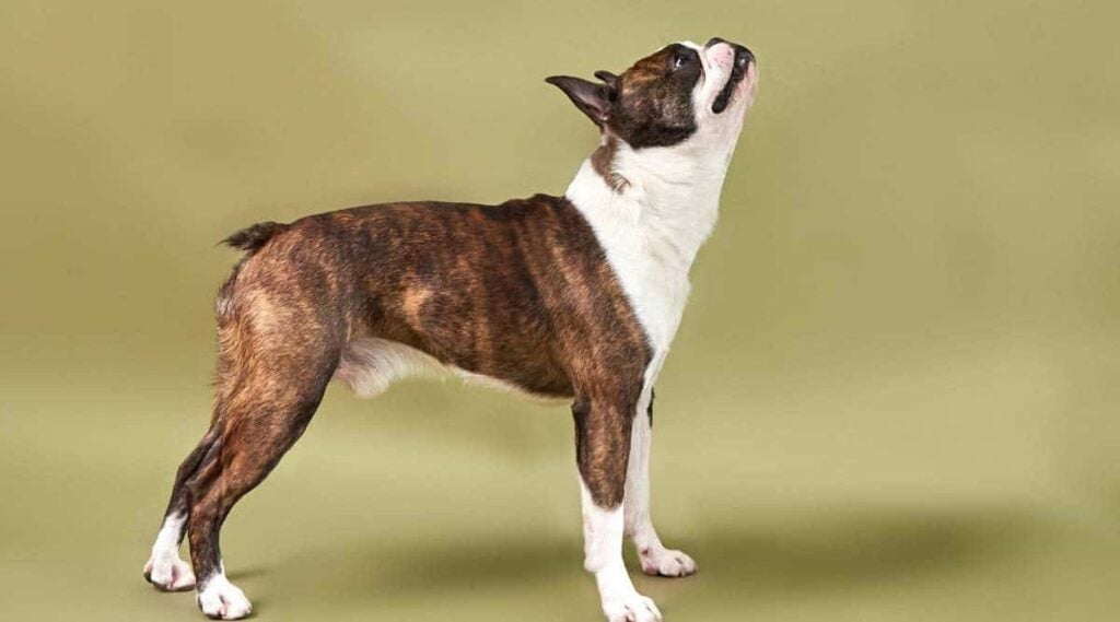 Gestroomde en witte Boston Terrier gekleurde hond die omhoog kijken.