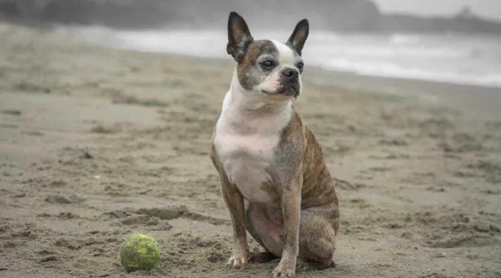 Afdichting, witte en gestroomde Boston Terrier gekleurde hondenzitting in zand met een tennisbal.