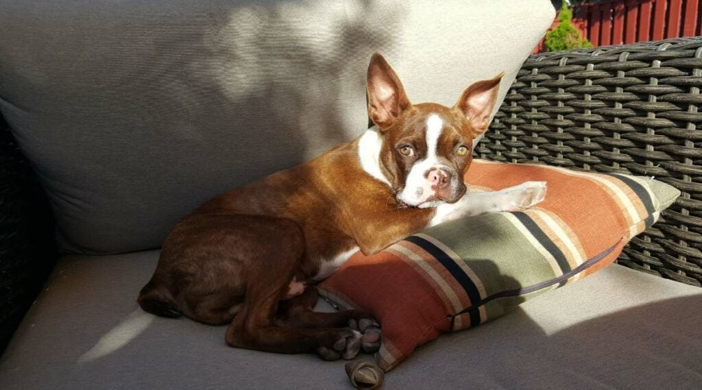 Zeehond en witte Boston Terrier gekleurde hond die in de zon op een kussen liggen.