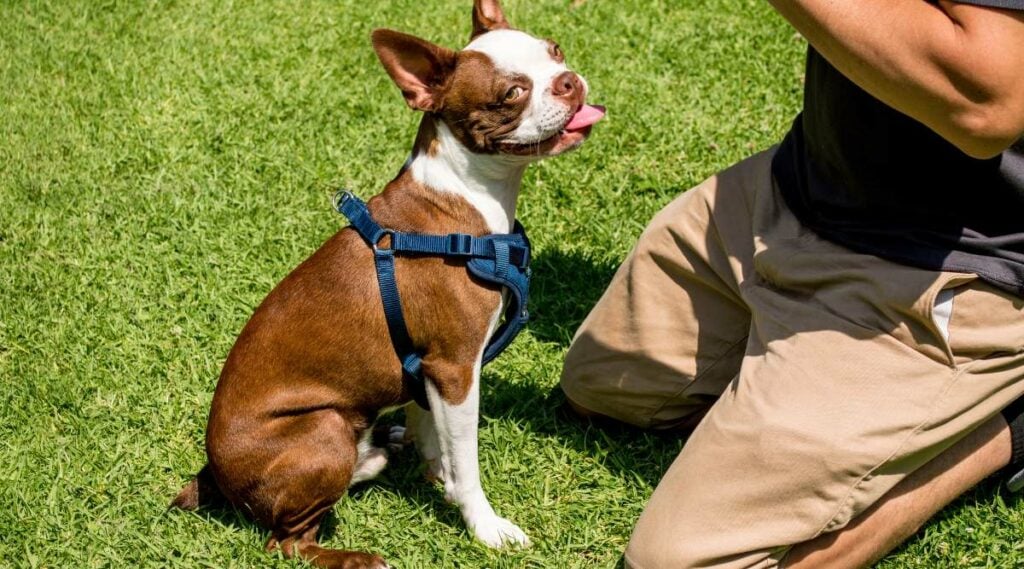 Bruine en witte Boston Terriër gekleurde hond die buiten in gras met eigenaar zit.