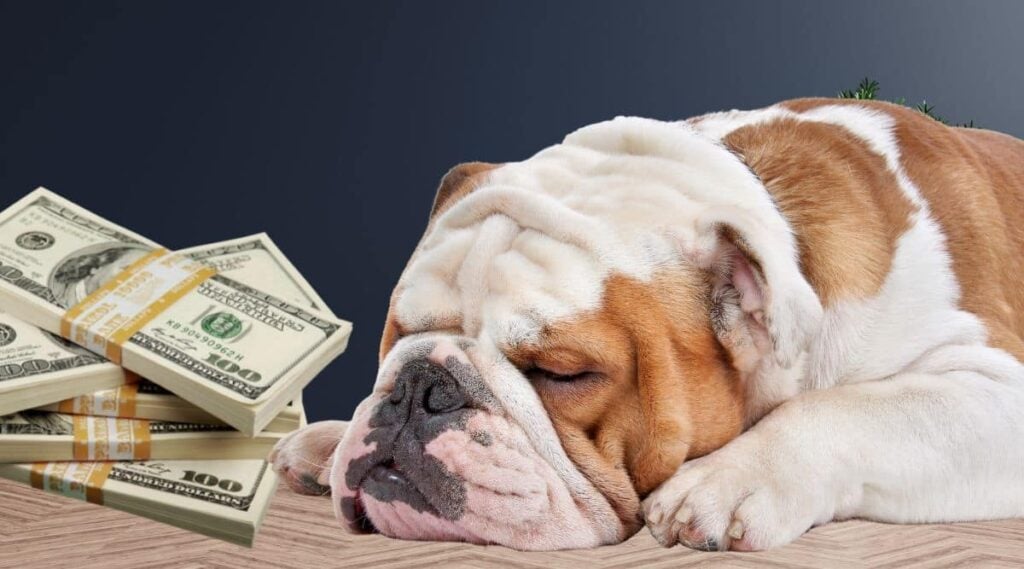 Een Engelse Bulldog die naast een stapel contant geld ligt.