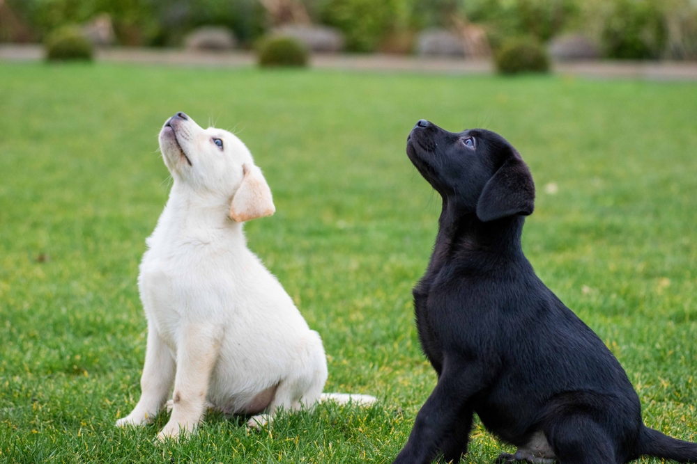 Twee puppy's die op gras zitten