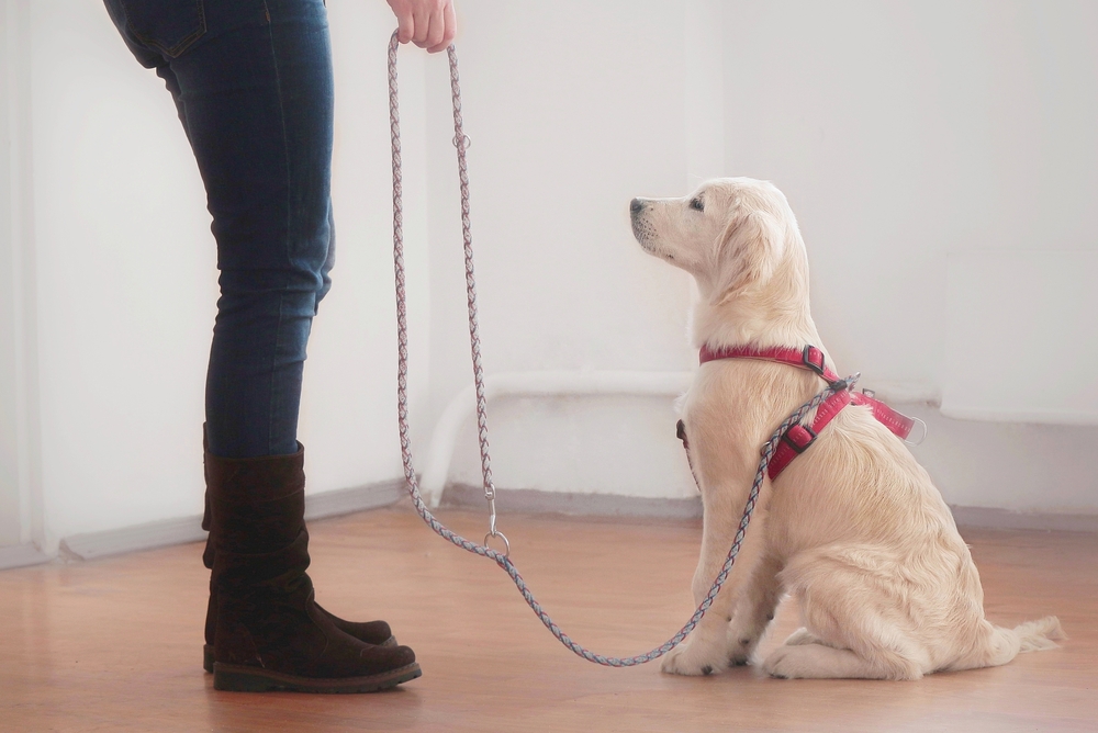 Vrouw die de riem van haar gouden retrieverpuppy houdt