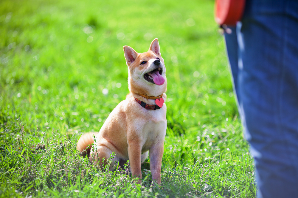 Shiba Inu Hond in gehoorzaamheidstraining