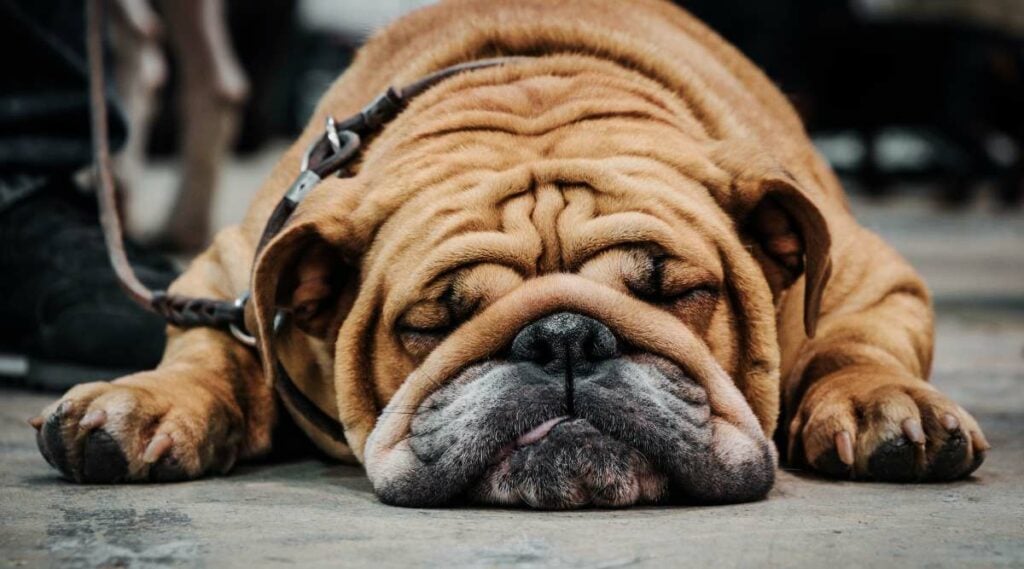 Een droevig slapende Engelse Bulldog.