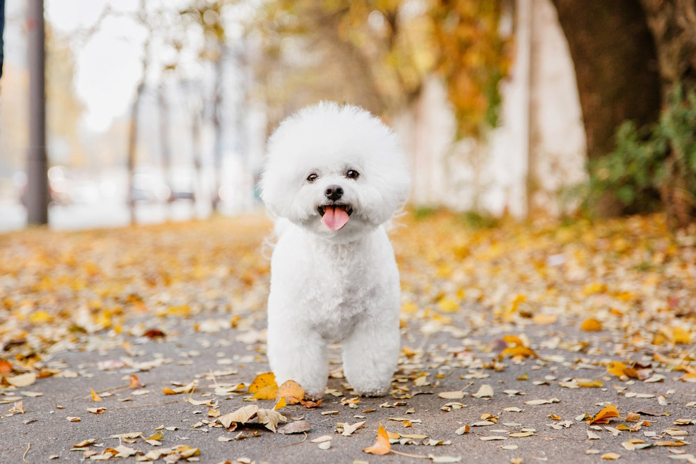 Bichon Frise hond Stading Outdoor met de herfstbladeren