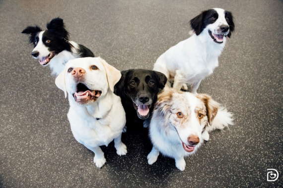Groep van vijf honden die dicht bij elkaar in de binnenspeelkamer van Dogtopia zitten