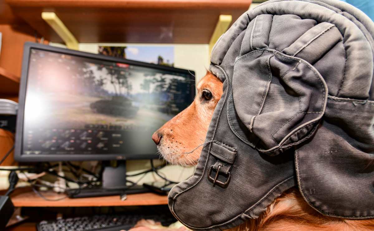 Hond met luchtvaarthoed zittend aan bureau met video kwam op de monitor.