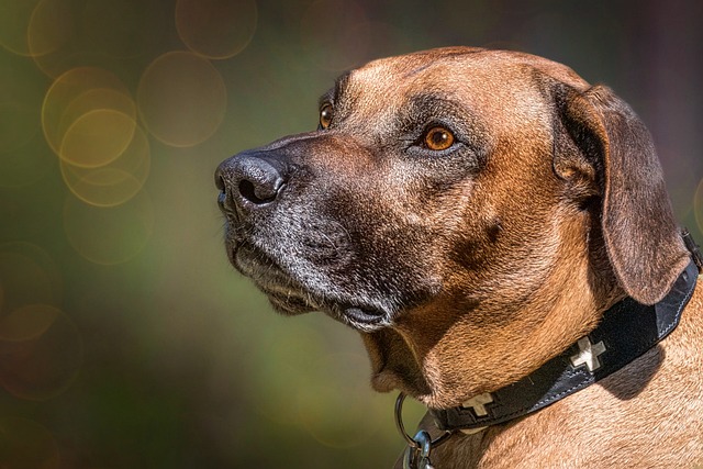 7 gekke dingen die volkomen normaal zijn voor Rhodesian Ridgebacks