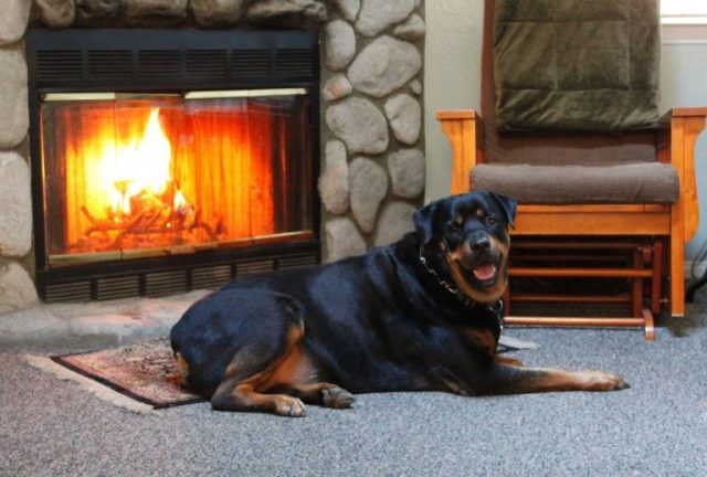 rottweiler-3662622_1280-2-768x518