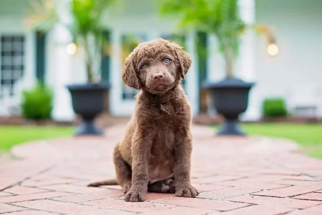 Hoe vaak neem ik een Chesapeake Bay Retriever mee naar buiten om te plassen?