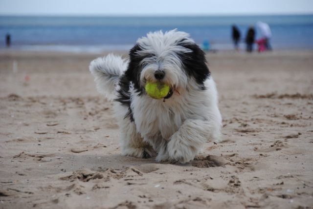 de beste oogsupplementen voor uw Old English Sheepdog