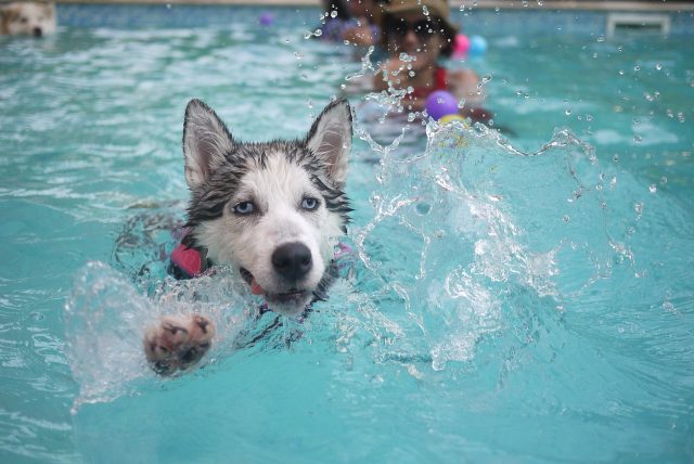 Hoe u uw hond kunt leren zwemmen
